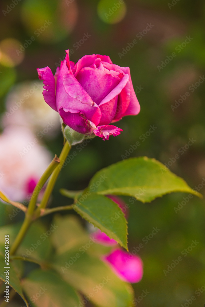 Purple rose, close-up