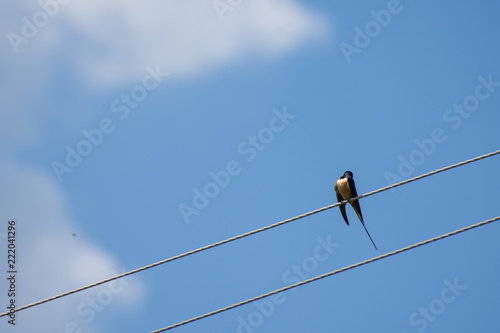 swallow on wire © dmitriydanilov62