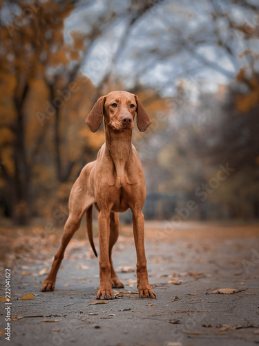 dog in the  autumn park