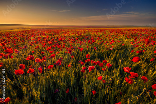 Poppy field in a wheat field against blue sky