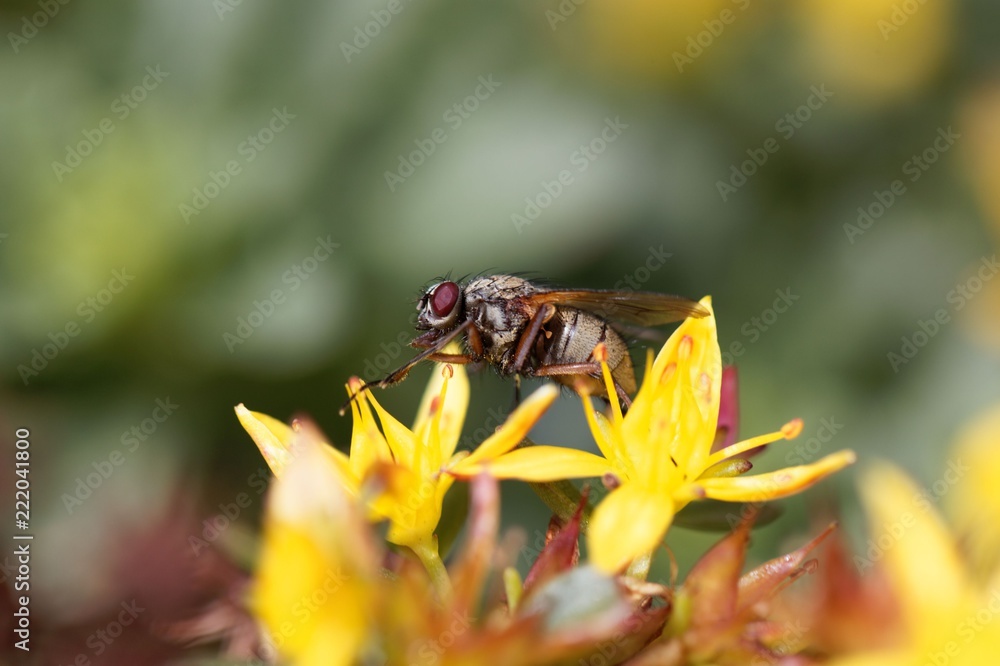 The flower fly Helina impuncta.