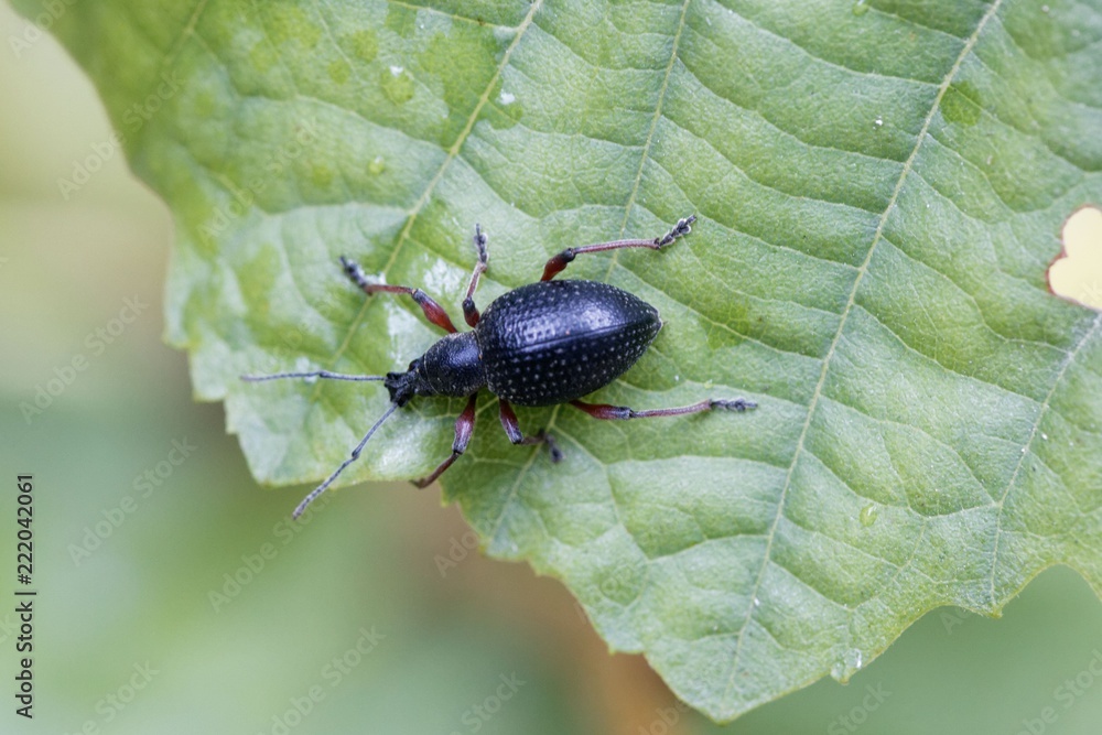 The snout beetle Otiorhynchus coecus, on a green leaf. The snout beetle Otiorhynchus coecus, on a green leaf.
