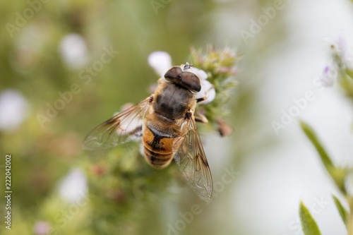 Drone fly (Eristalis tenax), on a flower