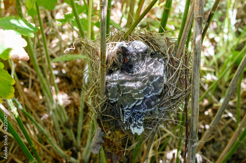 Acrocephalus palustris. The nest of the Marsh Warbler in nature. Common Cuckoo © fotoparus