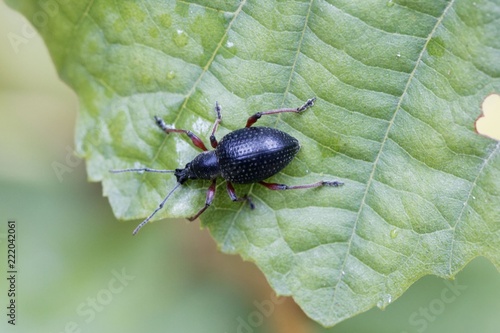 The snout beetle Otiorhynchus coecus, on a green leaf. © ChrWeiss