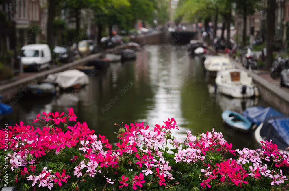 Blurry view of an Amsterdam canal with pink flowers in the foreground.