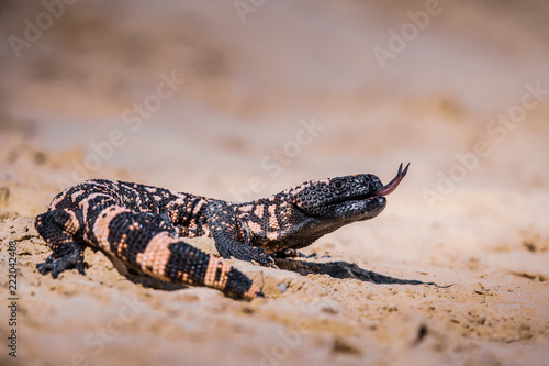 Lizard Gila Monster( Heloderma suspectum)
