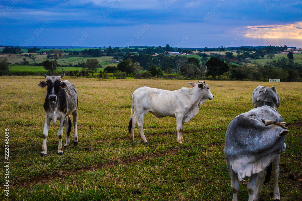 Nature - Agro - Country