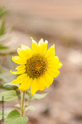Fototapeta Naklejka Na Ścianę i Meble -  natural poster.  yellow sunflower