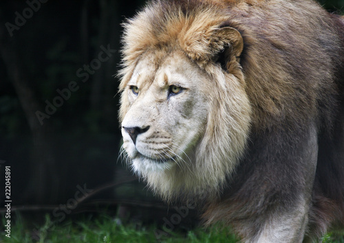 Close up of prowling male African lion  panthera leo 
