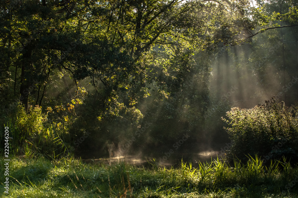 Foggy morning in a swamp forest with beautiful sunlight Foggy morning in a swamp forest with beautiful sunlight