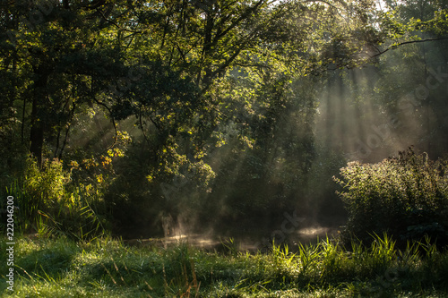 Fototapeta Naklejka Na Ścianę i Meble -  Foggy morning in a swamp forest with beautiful sunlight