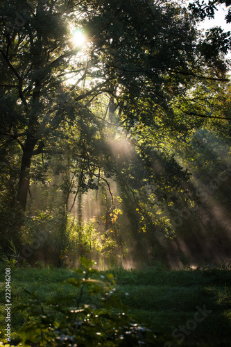 Foggy morning in a swamp forest with beautiful sunlight