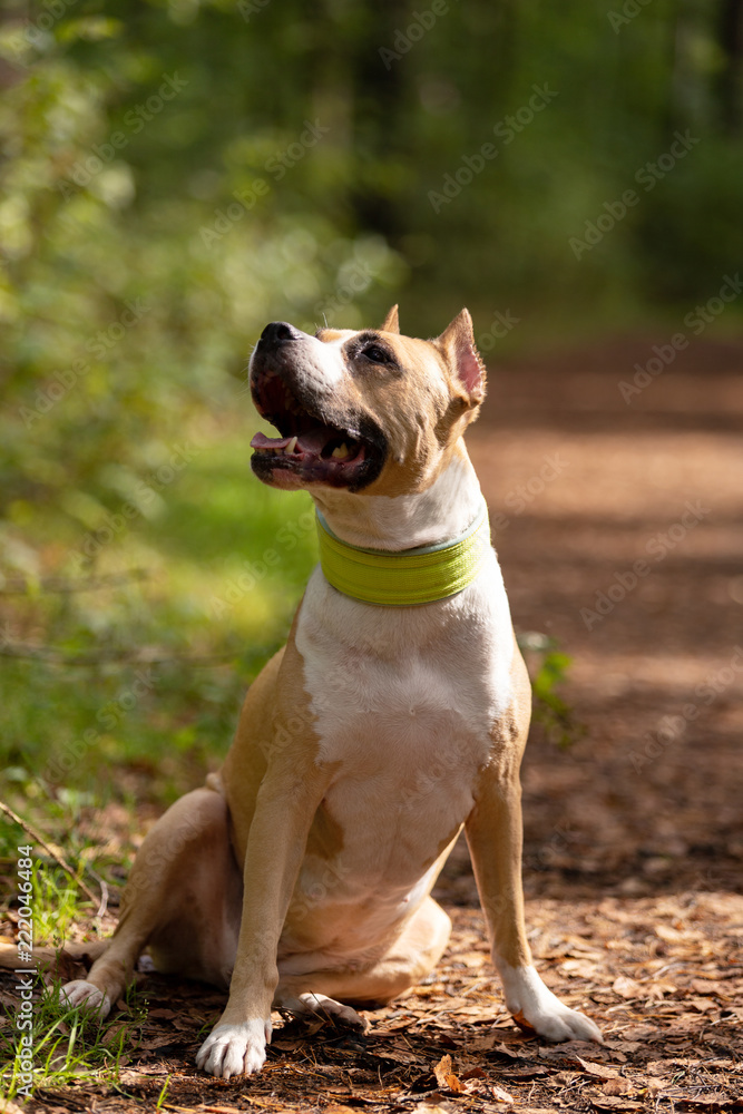 Red and white dog walks outdoor at summer