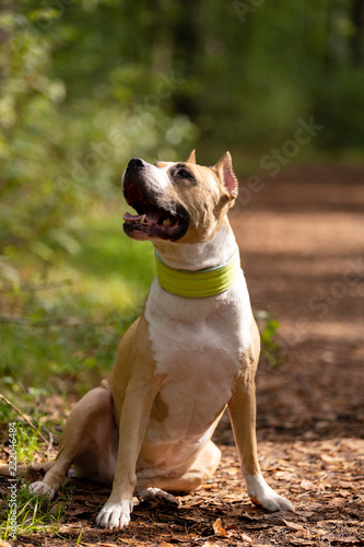 Red and white dog walks outdoor at summer