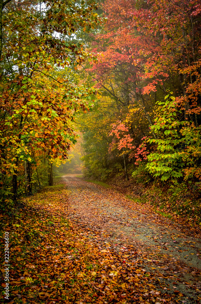 Autumn Leaves  Walking Path