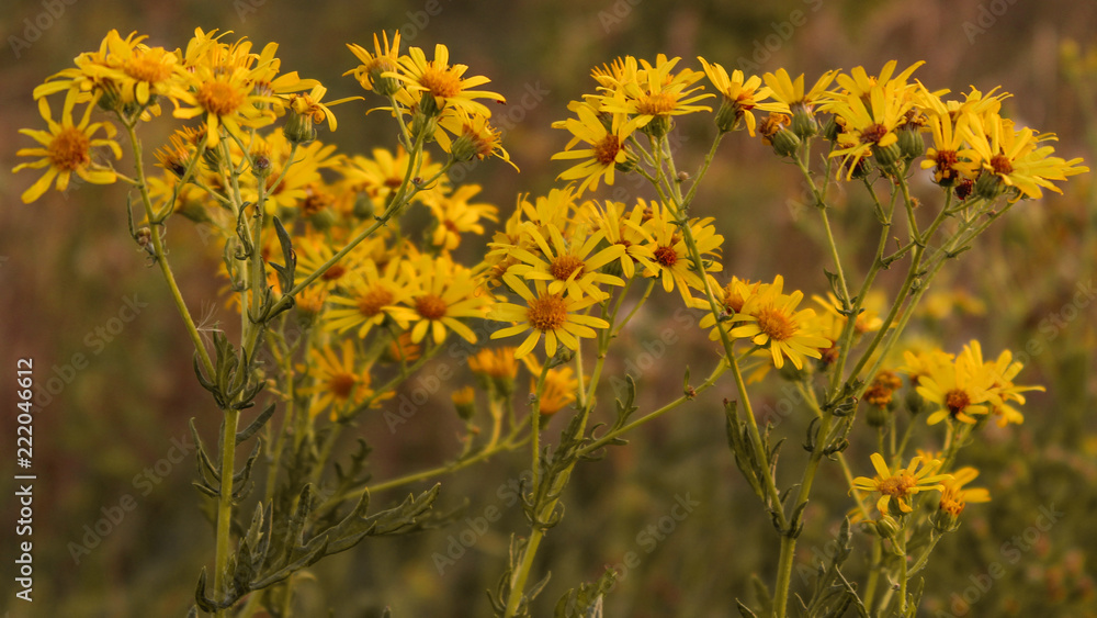 Obraz premium yellow meadow flowers