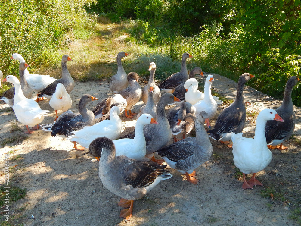 flocks of geese graze on the lawn in the sunny summer