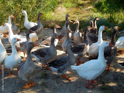 flocks of geese graze on the lawn in the sunny summer