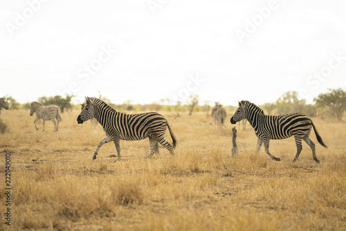 African Zebras are running in the savannah of Kruger National Park  South Africa