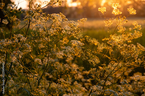 Golden hour on plants