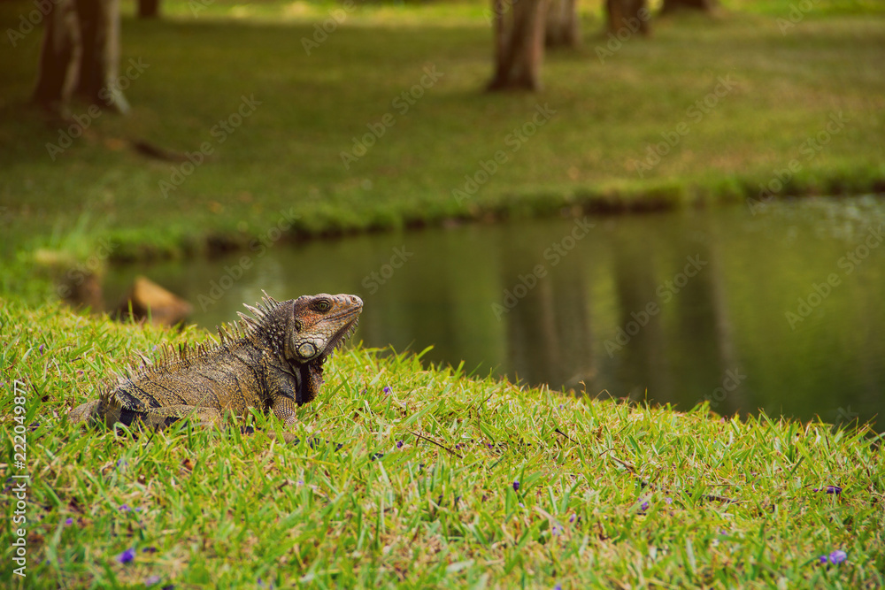 Large adult iguana resting and posing by a lake shore during one bright sunny day afternoon Large adult iguana resting and posing by a lake shore during one bright sunny day afternoon