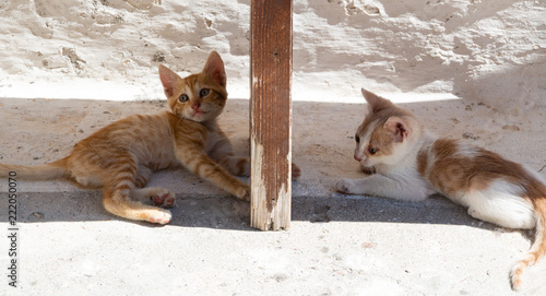 Fototapeta Naklejka Na Ścianę i Meble -  Kittens in Crete