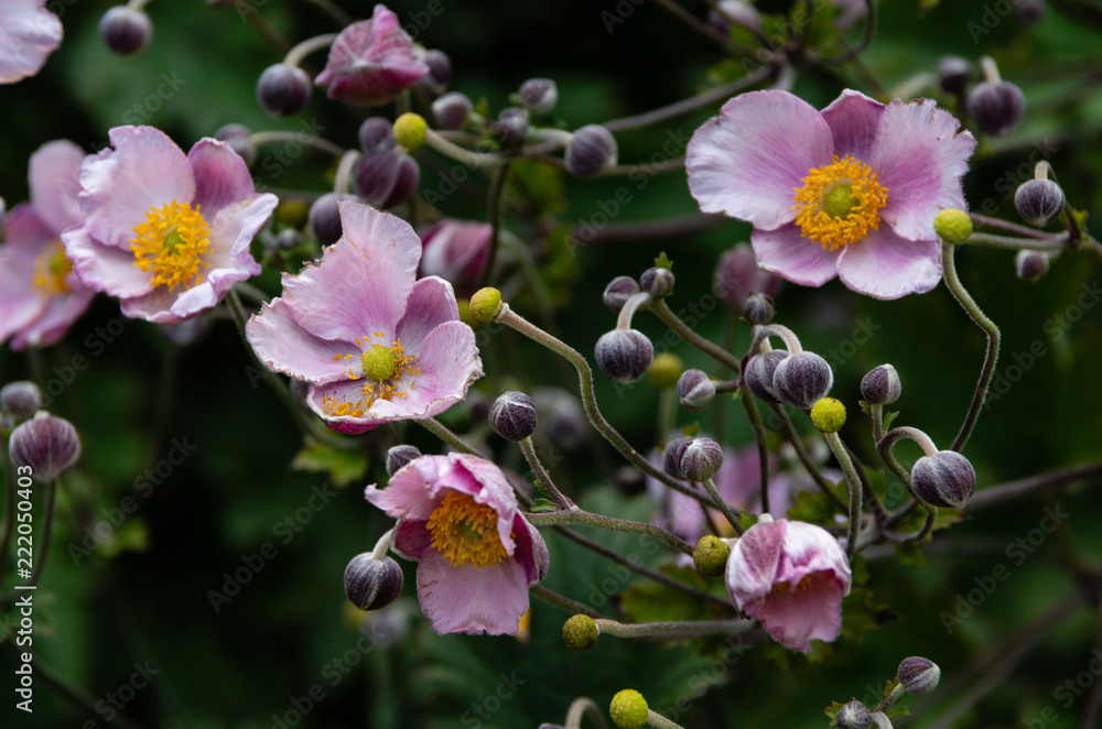 Obraz premium flowers english garden