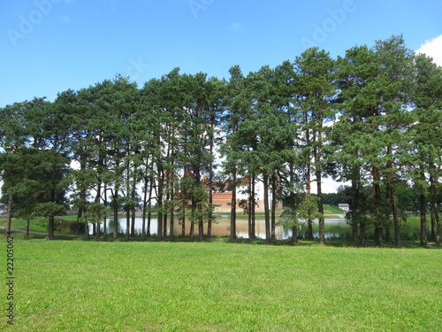 The castle is shining through the trunks of trees. Landscape of trees against the blue sky. Landscape with trees and a castle in the background. The park landscape. The landscape of the castle complex