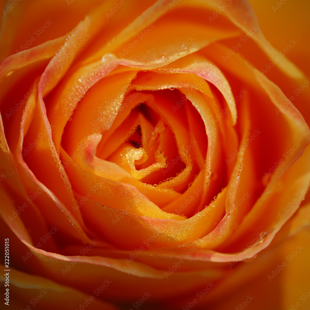 Beautiful Macro Roses leaves in beautiful shapes Beautiful Macro Roses leaves in beautiful shapes