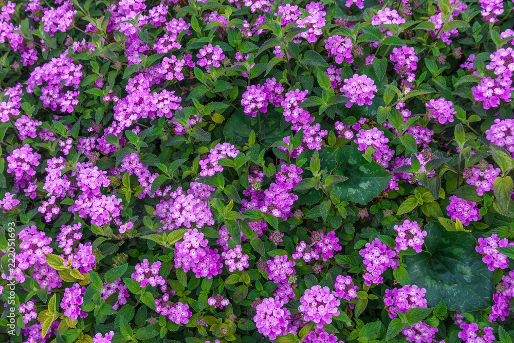 Beautiful background of small purple colored flowers typical of the areas of the Mediterranean Sea