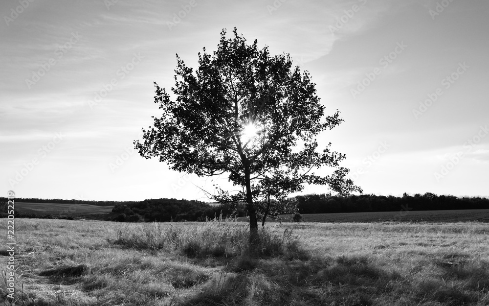 Naklejka premium Black and white photo of landscape with shining sun through lonely tree