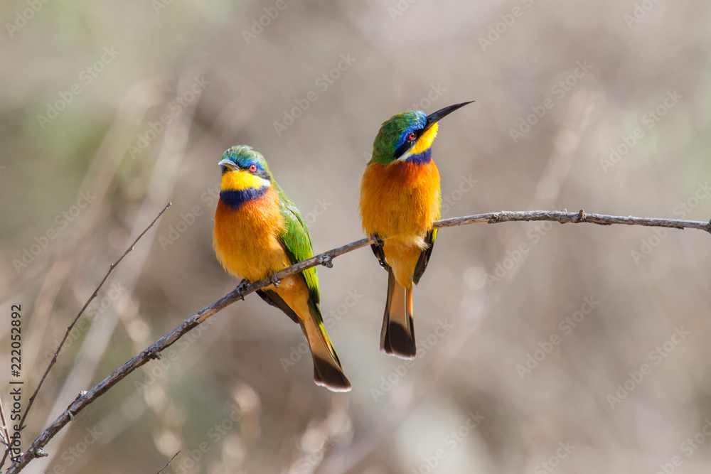 Obraz premium Blue-breasted bee-eater in Lake Langano in Ethiopia
