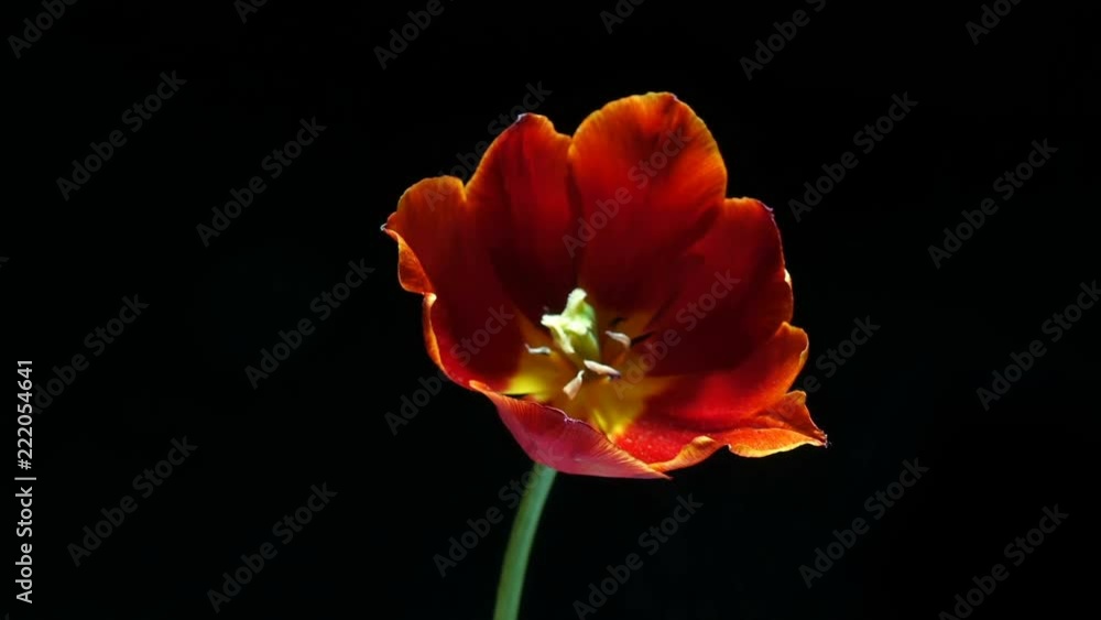 Timelapse of red tulip flower blooming on black background, alpha channel Timelapse of red tulip flower blooming on black background, alpha channel
