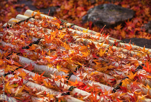 Autumn in Japan. Red Maple leaves on bamboos