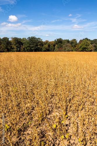 Sojaanbau in Baden-Württemberg - Sojafeld am Waldrand im Frühherbst (Glycine max) soy field in Germany
