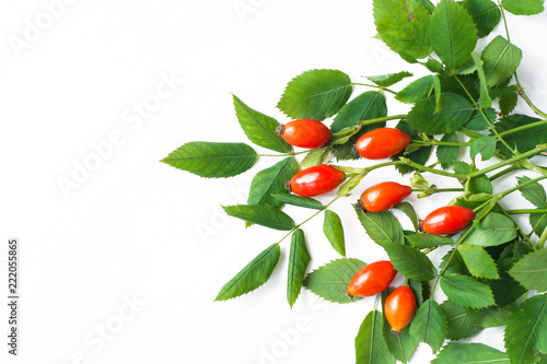 bunch of dog rose isolated on white background. Different types Rosa canina hips - selective focus. room for text 