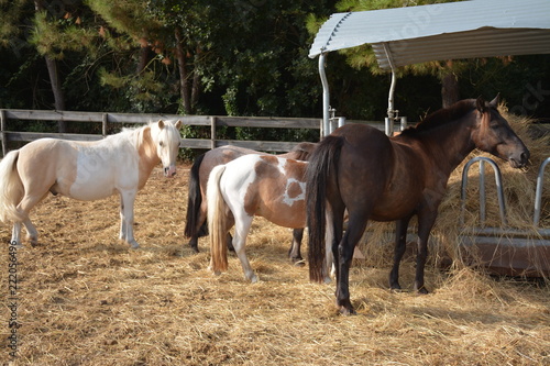 Fototapeta Naklejka Na Ścianę i Meble -  Centre équestre
