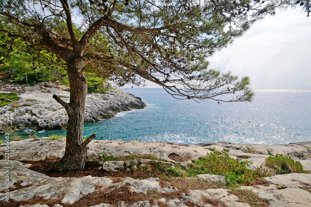 Puglia, Italy, August 2018, Cala Zio Cesare of San Domino island with Aleppo pine in foreground  - obrazy, fototapety, plakaty 