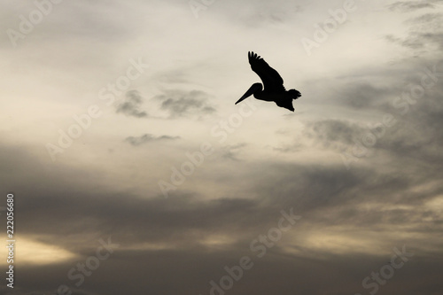 Pelicans saying goodbye at sunset