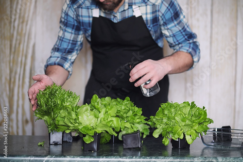 farmer grows fresh lettuce leaves for the preparation of tasty d