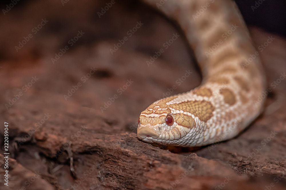 Fototapeta premium A close up photograph of the head and part of the body of an albino western hognose snake