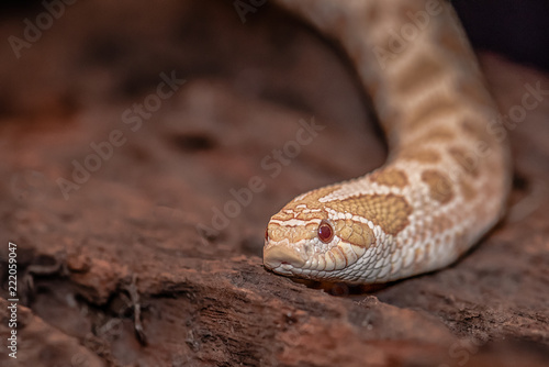 A close up photograph of the head and part of the body of an albino western hognose snake