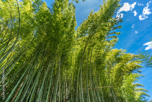 Bamboo grove with blue sky in Kanazawa, Ishikawa Prefecture, Japan photo