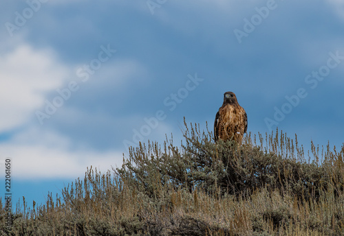 A Red-tailed Hawk on a Small Sagebrush Bush