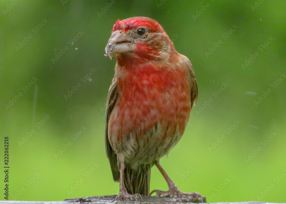 House Finch House Finch