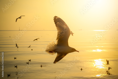 Seagull flying on sea with silhouette warm sunset background 