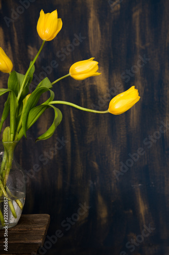 Yellow Tulips in glass vase on Blue background