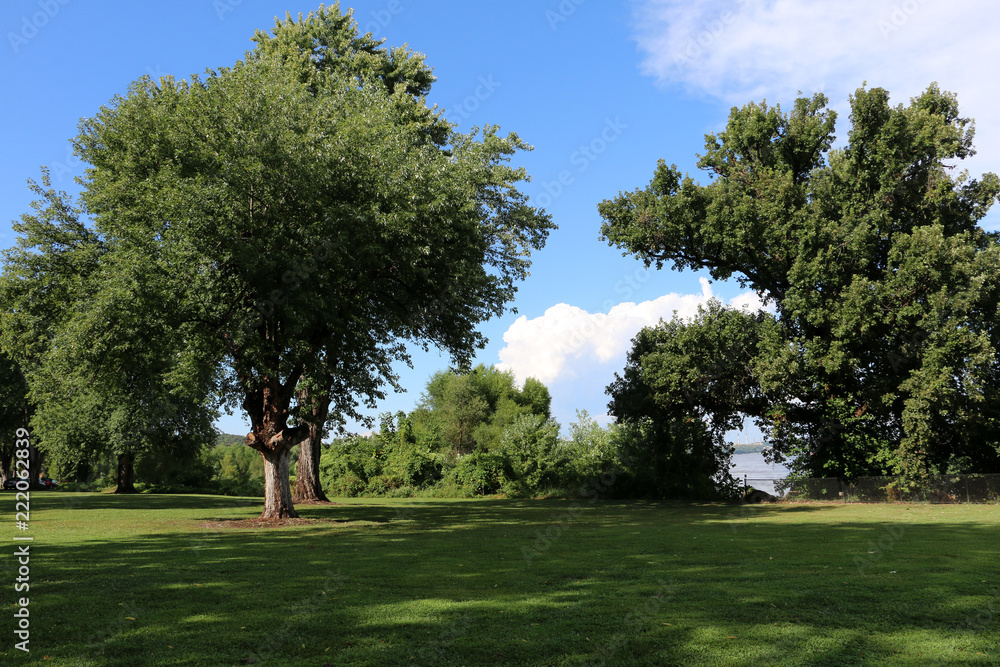 Obraz premium Tree in park with blue sky