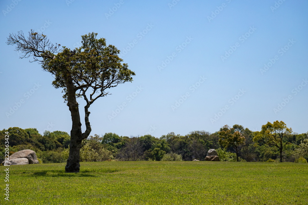 A silhouetted symbol tree in the lawn open space,Sakaide city,Shikoku,Japan A silhouetted symbol tree in the lawn open space,Sakaide city,Shikoku,Japan